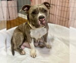 Small #3 Bulldog Mix
