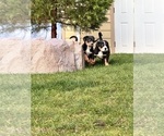 Small Photo #4 Greater Swiss Mountain Dog Puppy For Sale in JACKSONVILLE, OR, USA