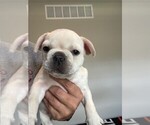 Small #10 Faux Frenchbo Bulldog-French Bulldog Mix