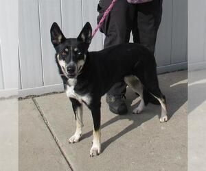 German Shepherd Dog-Siberian Husky Mix Dogs for adoption in Louisville, KY, USA