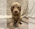 Small Photo #3 Goldendoodle-Poodle (Standard) Mix Puppy For Sale in SACRAMENTO, CA, USA