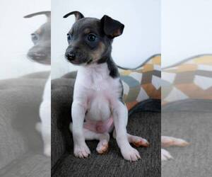 Rat Terrier Puppy for sale in NORCO, CA, USA
