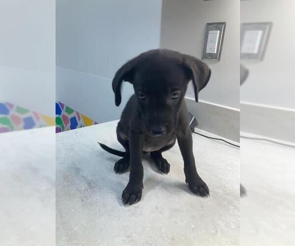 Medium Photo #1 Labrador Retriever-Unknown Mix Puppy For Sale in Baytown, TX, USA