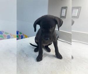 Labrador Retriever-Unknown Mix Dogs for adoption in Baytown, TX, USA