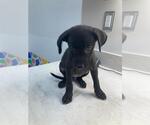 Small Labrador Retriever Mix