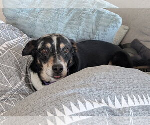 Left Eye #1 - Female German Shepherd Dog-Great Pyrenees Mix Dog for Adoption - Photo #2