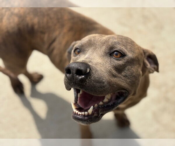 Medium Photo #2 Mutt Puppy For Sale in Tulsa, OK, USA