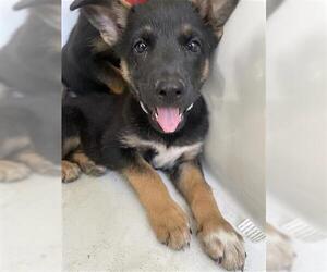 German Shepherd Dog-Unknown Mix Dogs for adoption in Houston, TX, USA