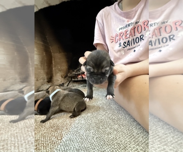 Medium Photo #1 German Shepherd Dog-Wolf Hybrid Mix Puppy For Sale in HAMILTON, TX, USA