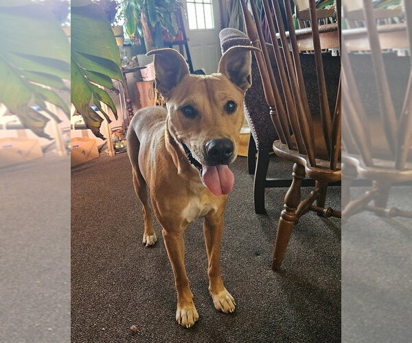 Medium Photo #2 Mutt Puppy For Sale in Bolivar, MO, USA