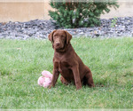 Coco - Female Labrador Retriever Puppy for Sale - Photo #3