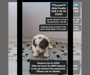 Poodle (Toy) Puppy for sale in TUCSON, AZ, USA