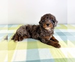 Small #1 Bernedoodle (Miniature)