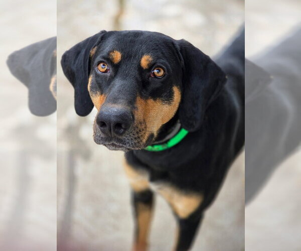 Medium Photo #1 Coonhound-Unknown Mix Puppy For Sale in Canton, CT, USA