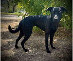 Small #3 Labrador Retriever Mix