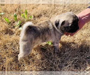 Pug Puppy for sale in OKLAHOMA CITY, OK, USA