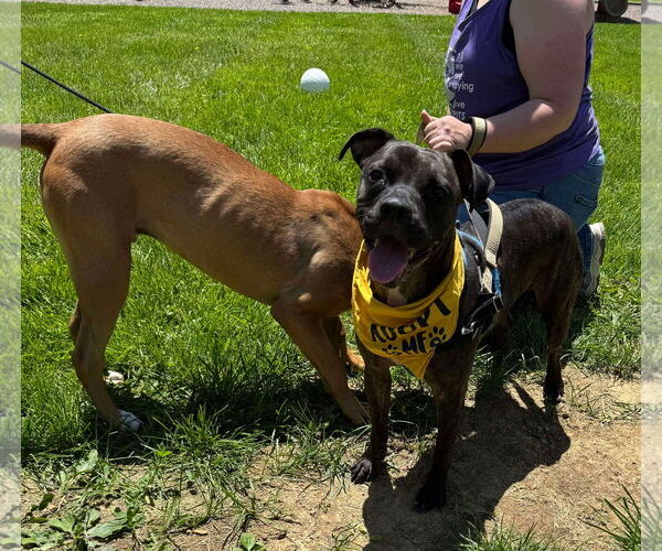 Medium Photo #6 American Staffordshire Terrier-Boxer Mix Puppy For Sale in Germantown, OH, USA