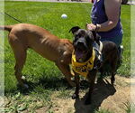 Small #5 American Staffordshire Terrier-Boxer Mix