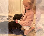 Small #7 American Pit Bull Terrier-Basset Hound Mix