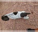Small Photo #44 German Shorthaired Pointer Puppy For Sale in EVANSVILLE, WY, USA