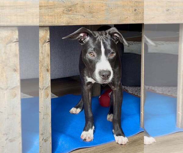 Medium Photo #3 Mutt Puppy For Sale in Mooresville, NC, USA