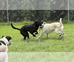 Small #6 Labrador Retriever Mix