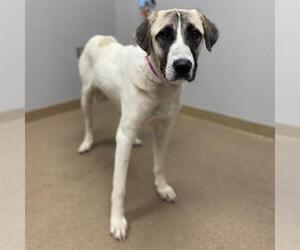 Anatolian Shepherd-Unknown Mix Dogs for adoption in Aurora, CO, USA