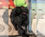 Small Photo #8 Goldendoodle Puppy For Sale in FONTANA, CA, USA