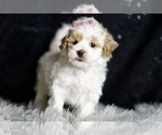 Small #4 Maltipoo
