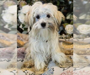 Maltese-Unknown Mix Dogs for adoption in Bon Carbo, CO, USA