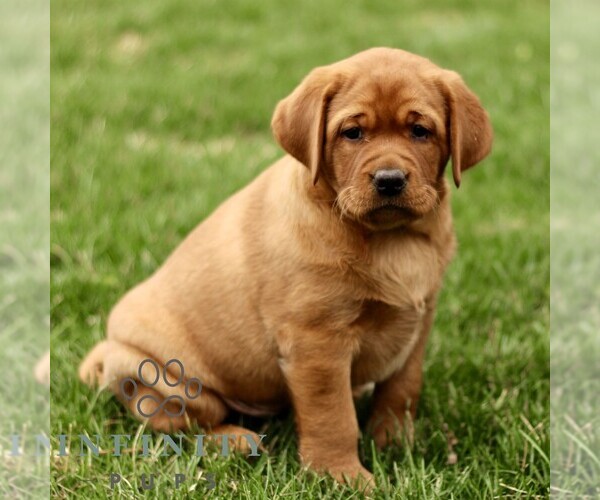 Medium Photo #4 Labrador Retriever Puppy For Sale in RONKS, PA, USA