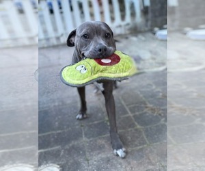 Lil Mama - Female American Pit Bull Terrier-Labrador Retriever Mix Dog for Adoption - Photo #9