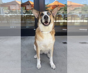 Chani - Female Mutt Dog for Adoption - Photo #7