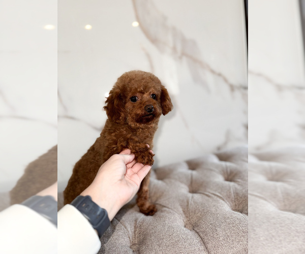Medium Photo #1 Poodle (Toy) Puppy For Sale in PORTLAND, OR, USA