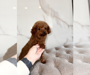 Mother of the Poodle (Toy) puppies born on 02/17/2026