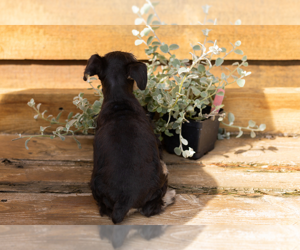 Medium Photo #5 Schnauzer (Miniature) Puppy For Sale in NAPPANEE, IN, USA
