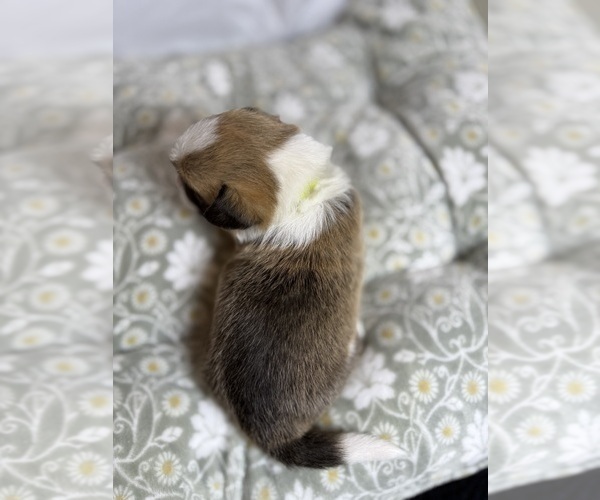 Medium Photo #13 Pembroke Welsh Corgi Puppy For Sale in GRAND RAPIDS, MI, USA