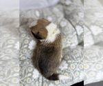 Small #12 Pembroke Welsh Corgi