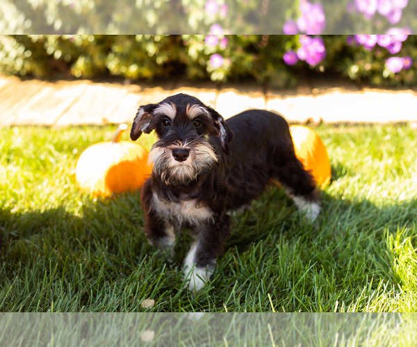 Medium Photo #3 Schnauzer (Miniature) Puppy For Sale in NAPPANEE, IN, USA