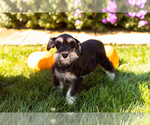 Small #2 Schnauzer (Miniature)