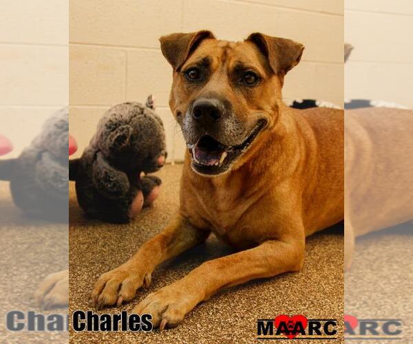 Medium Photo #2 Boxer-Mountain Cur Mix Puppy For Sale in Maryville, TN, USA