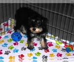 Small #5 Schnoodle (Miniature)