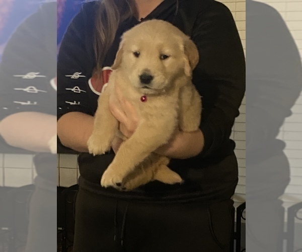 Medium Photo #3 Golden Retriever Puppy For Sale in CITY RANCH, CA, USA