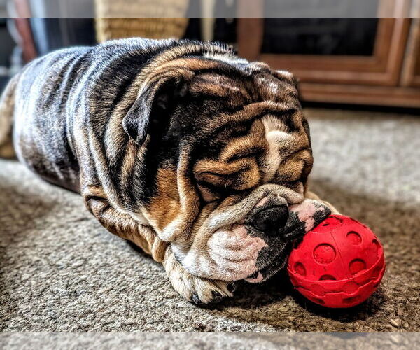 Medium Photo #1 English Bulldog Puppy For Sale in WHITELAND, IN, USA
