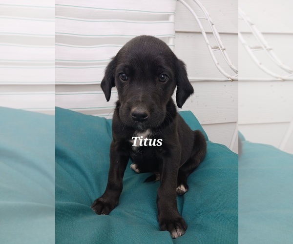 Medium Photo #9 English Cream Golden Retriever-Newfoundland Mix Puppy For Sale in SHEBOYGAN FALLS, WI, USA