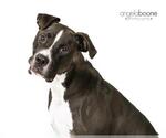 Small #19 American Pit Bull Terrier Mix