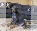 Small Photo #22 Doberman Pinscher Puppy For Sale in YUCCA VALLEY, CA, USA