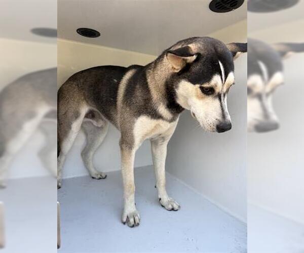 Medium Photo #1 Siberian Husky Puppy For Sale in Houston, TX, USA