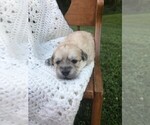 Puppy 1 Havachon