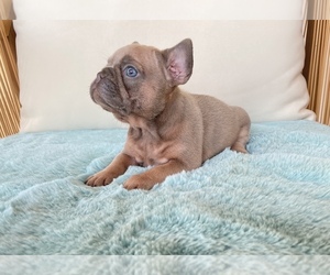 French Bulldog Puppy for sale in MORENO VALLEY, CA, USA